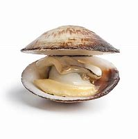 clam up